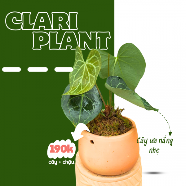 Cây kiểng lá Clari