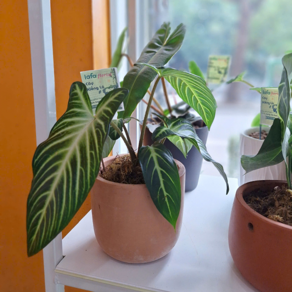 Cây kiểng lá Nam mỹ có vân màu trắng