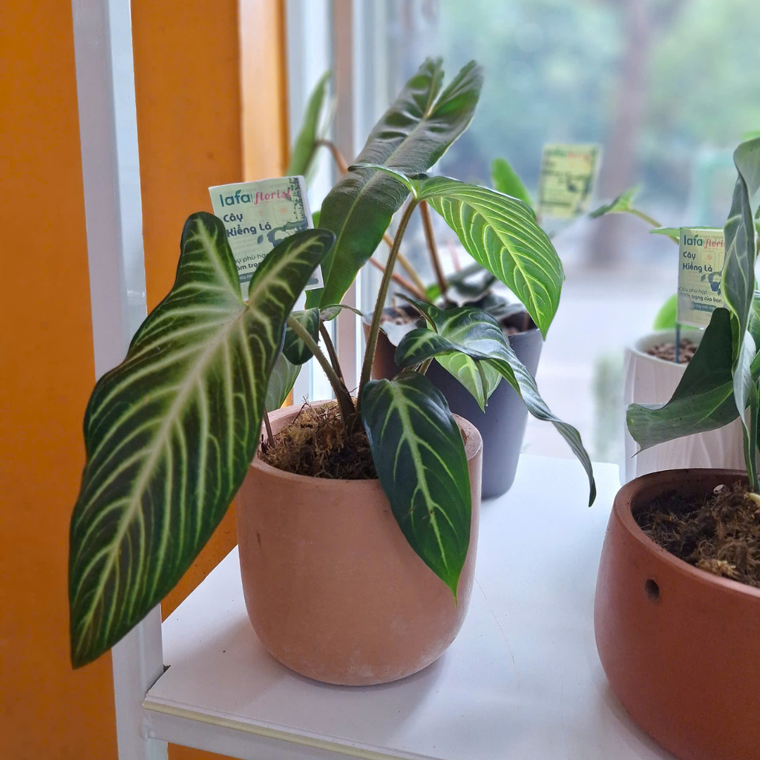 Cây kiểng lá Nam mỹ có vân màu trắng Cây kiểng lá Nam mỹ có vân màu trắng