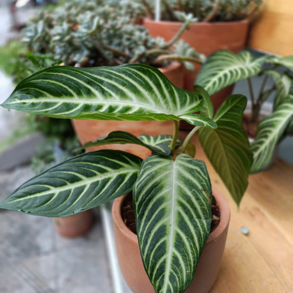 Dòng cây kiểng lá duy nhất tại việt nam có màu