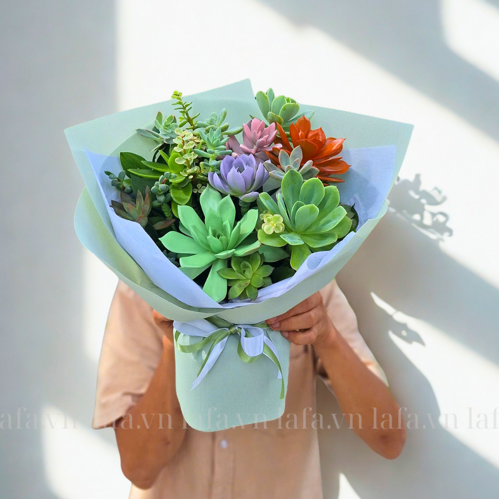 Bó hoa sen đá tặng bạn - Ban Mai Xanh Bó hoa sen đá tặng bạn - Ban Mai Xanh