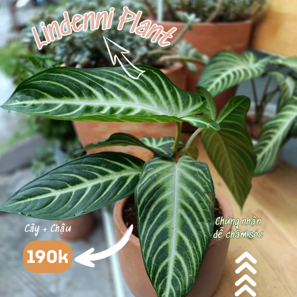 Cây kiểng lá Lindeni Nam mỹ
