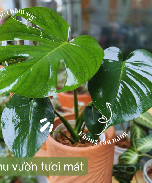 cây kiểng lá Monsteria