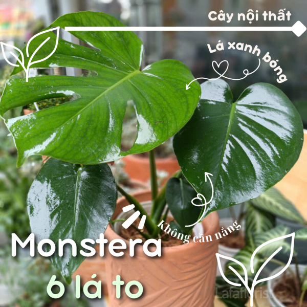 cây kiểng lá Mon