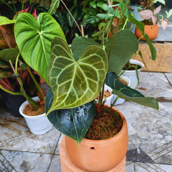 Cây kiểng lá Clari