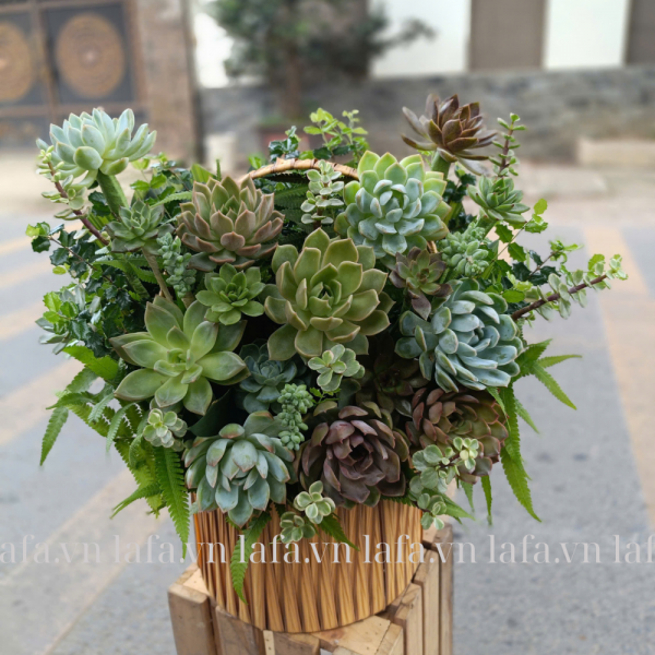 Quà tặng sinh nhật giỏ hoa sen đá