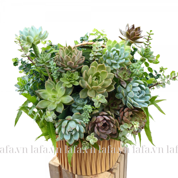 Quà tặng khai trương - Giỏ hoa sen đá Giai điệu tự nhiên