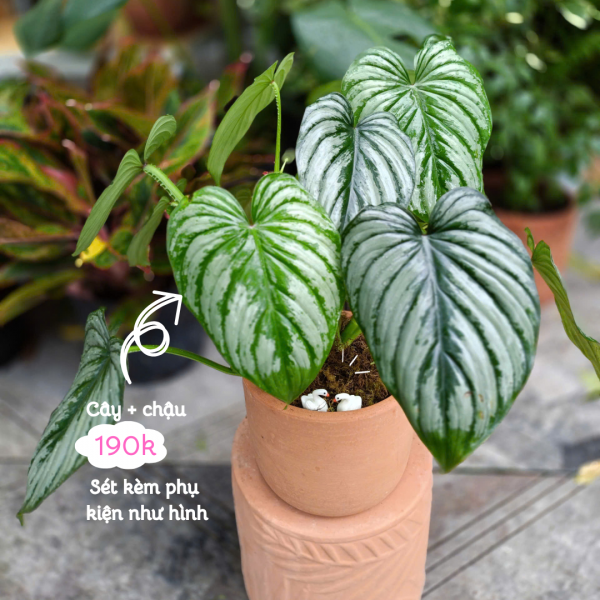 Cây xanh Mây Bạc