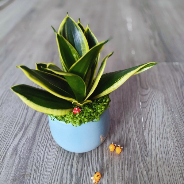 Cây lưỡi hổ để bàn