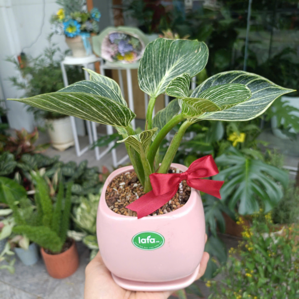 Cây đế vương trắng